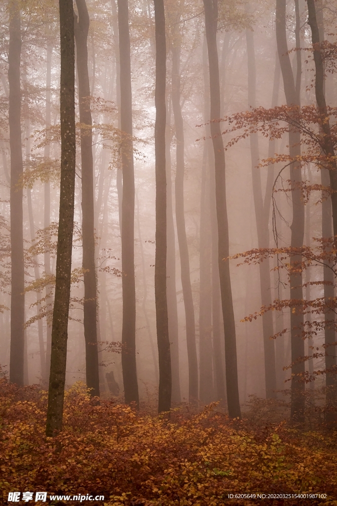 雾气朦胧的森林