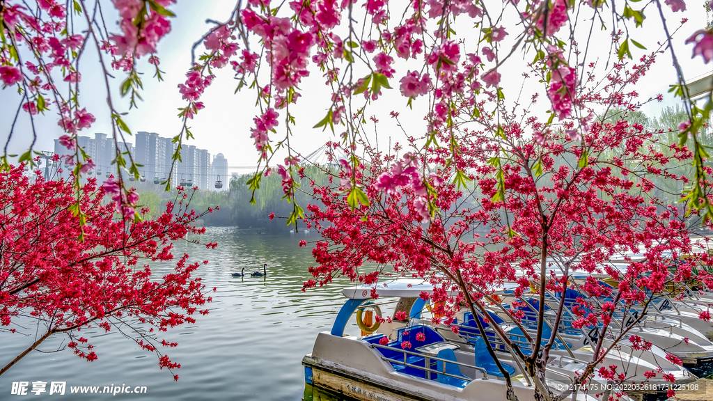 桃花