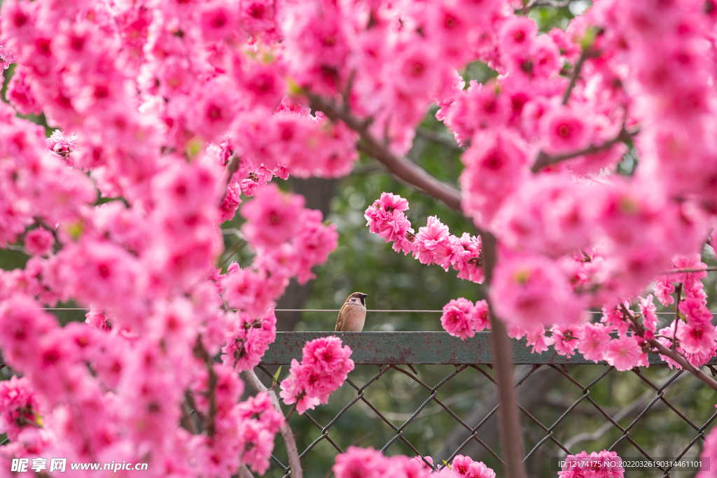 桃花