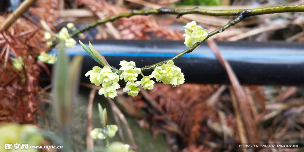 木姜子花图片