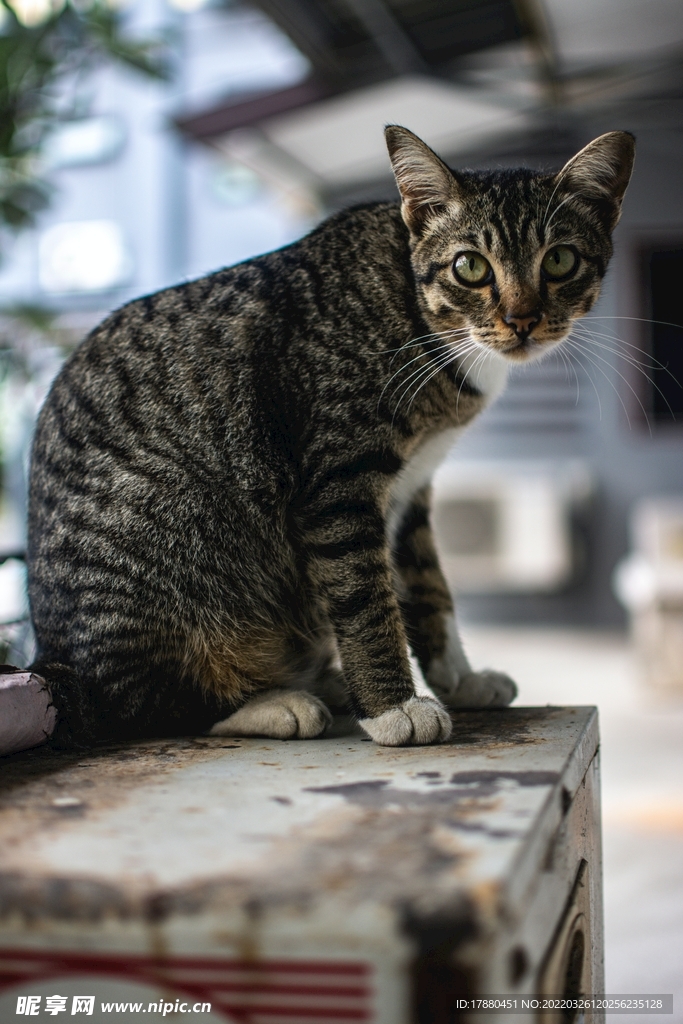 猫