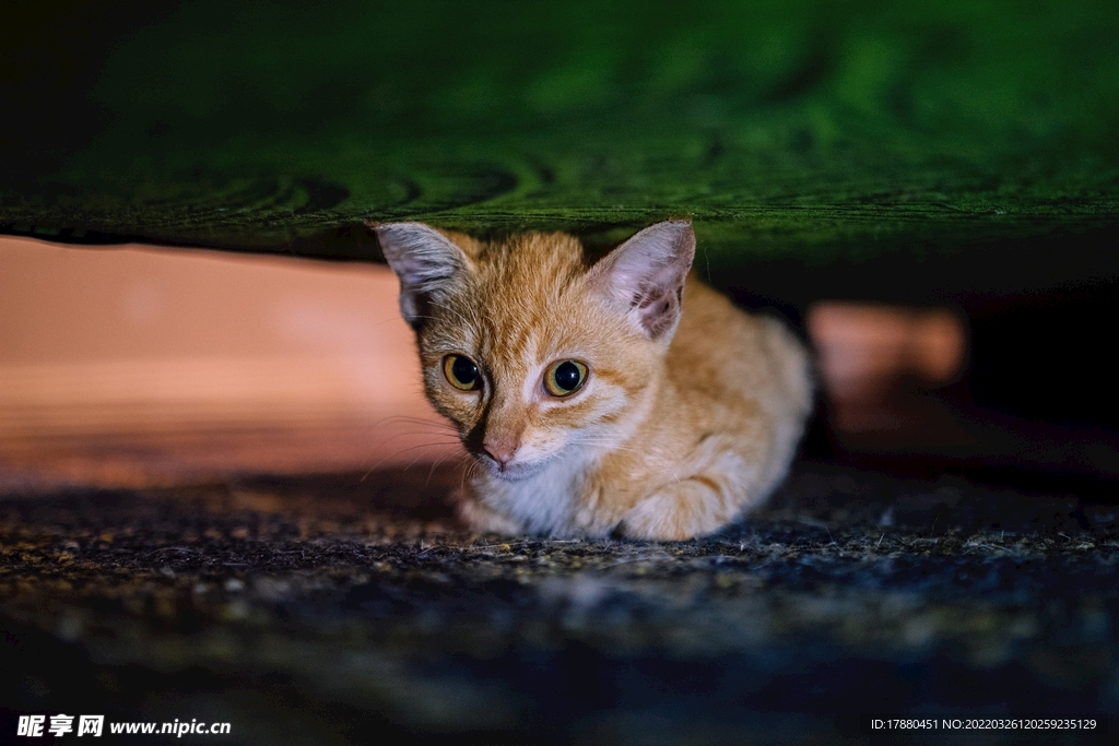 猫