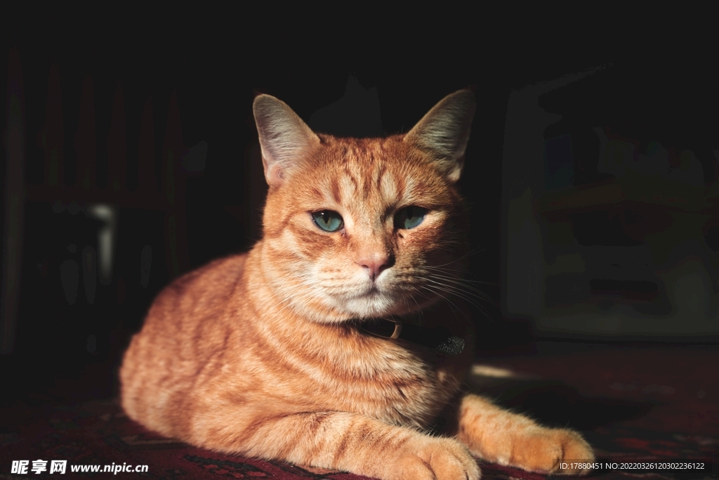 猫