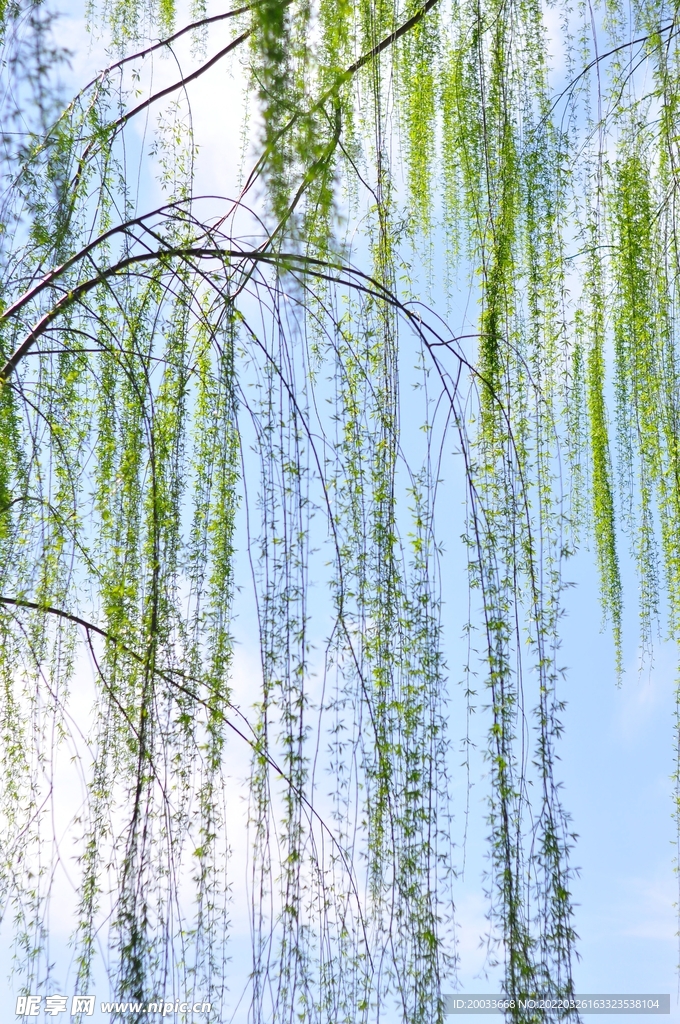 柳树
