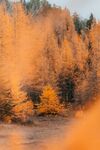 山 