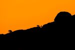 山