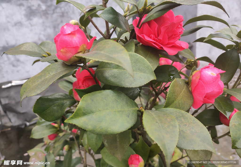 山茶花簇