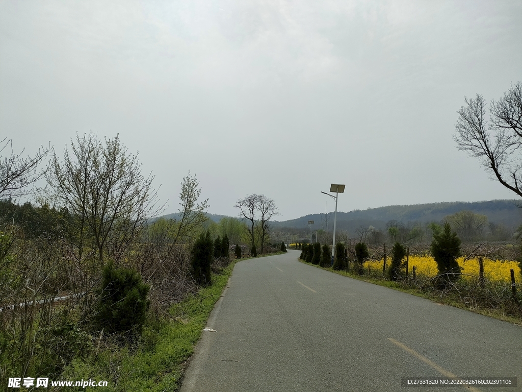 公路马路乡村小道油菜花田