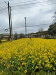 油菜花田