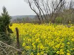 油菜花田农田乡村田间地头