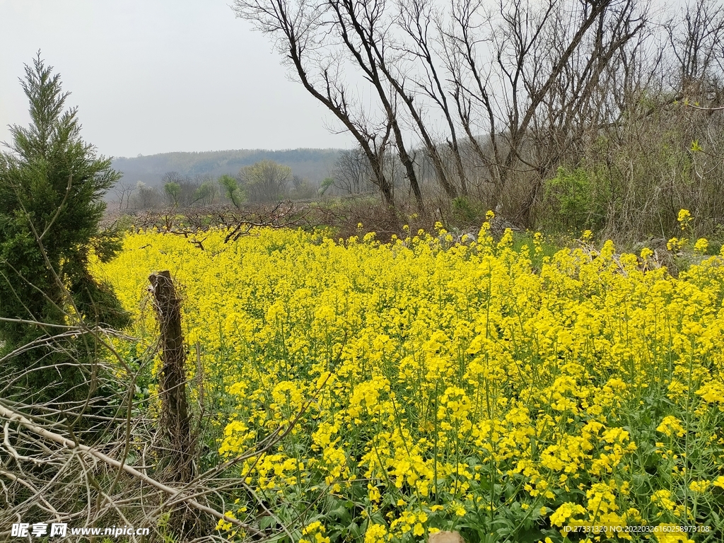 油菜花田农田乡村田间地头