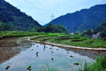 秦岭山的稻田
