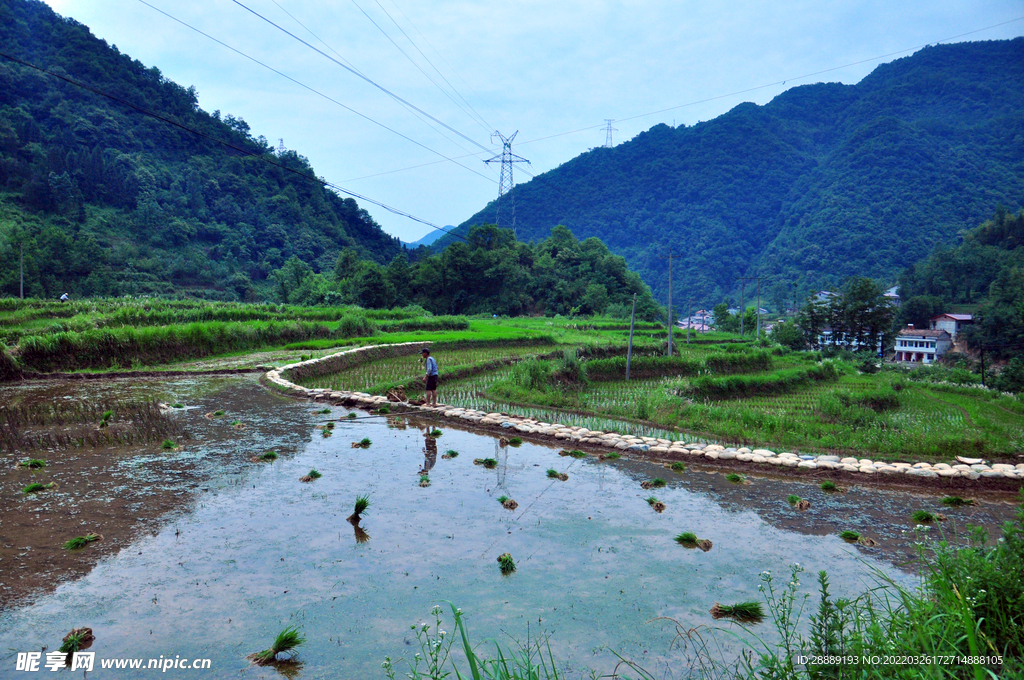 秦岭山的稻田