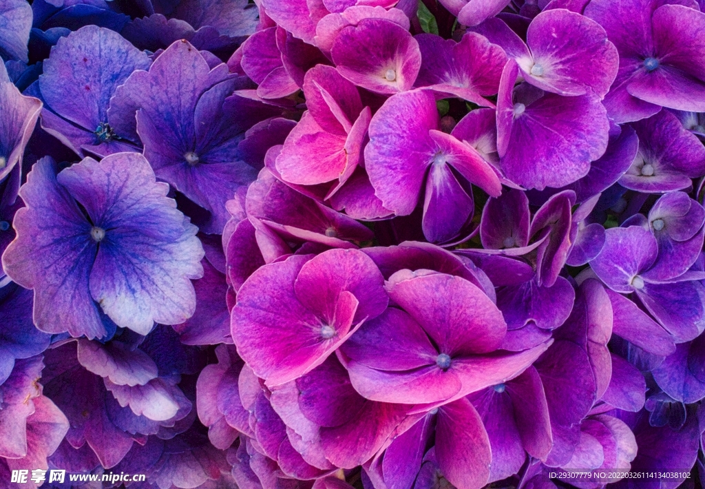 花