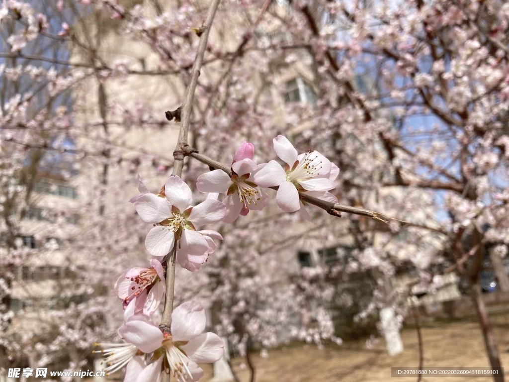 春日景色