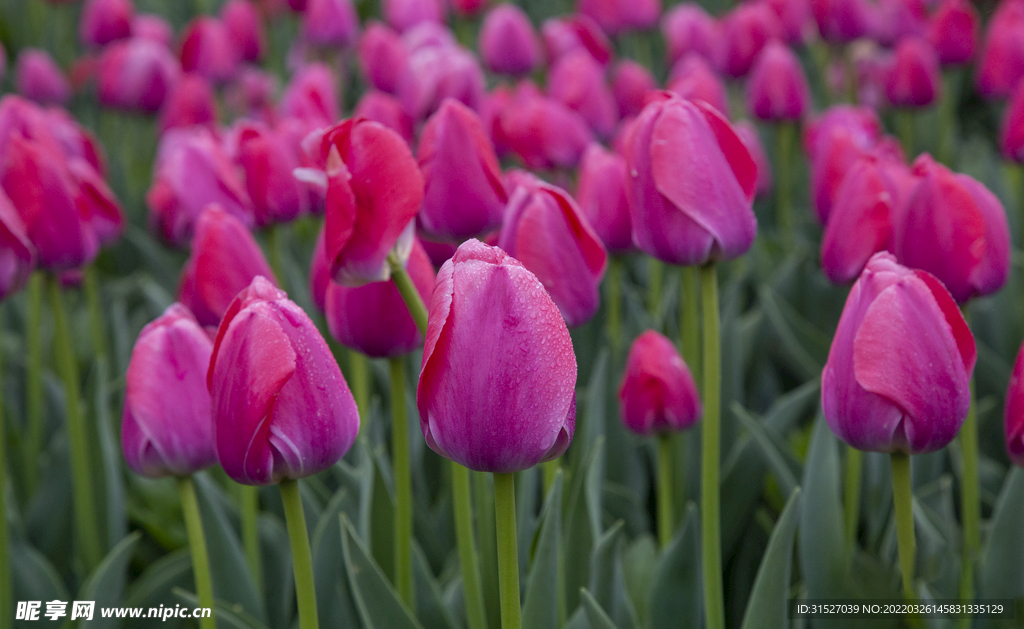 荷兰花海郁金香花朵拍摄