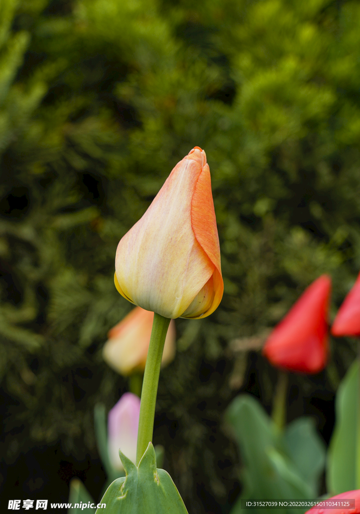 郁金香花骨朵特写