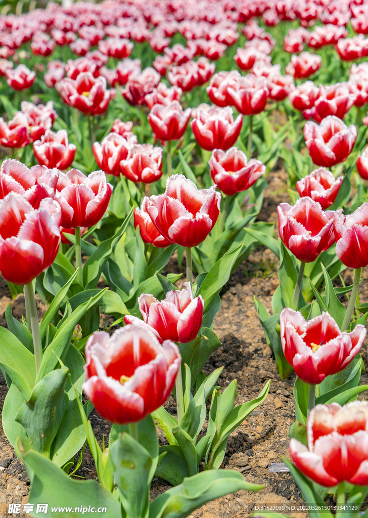 红色郁金香花海