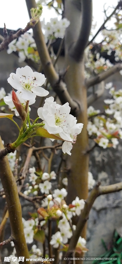 梨花