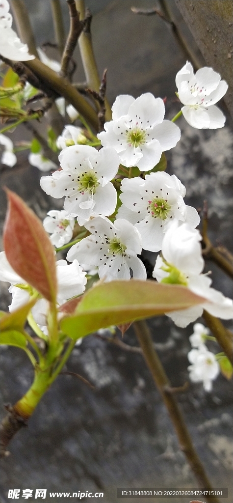 梨花