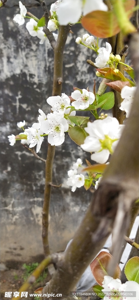 梨花