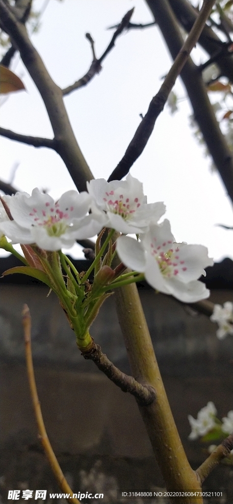 梨花