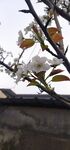 梨花
