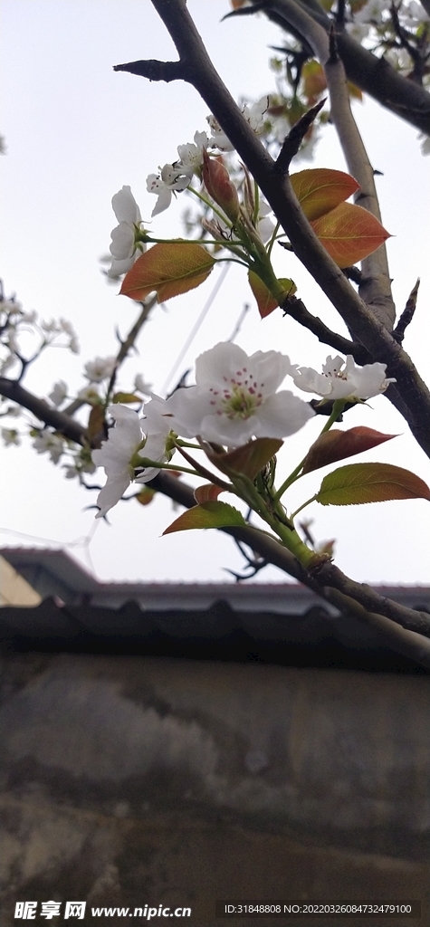 梨花