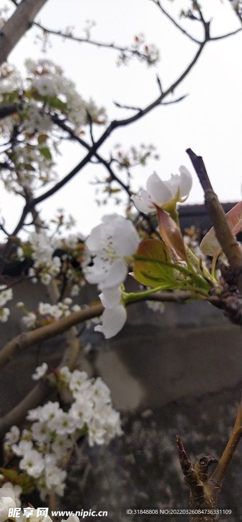 梨花