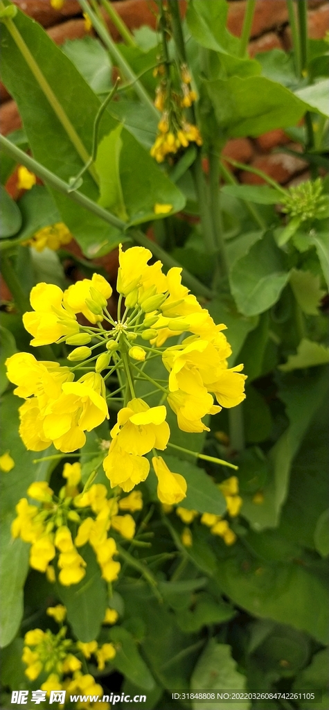 油菜花