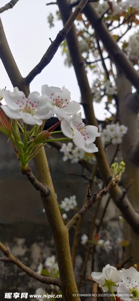 油菜花