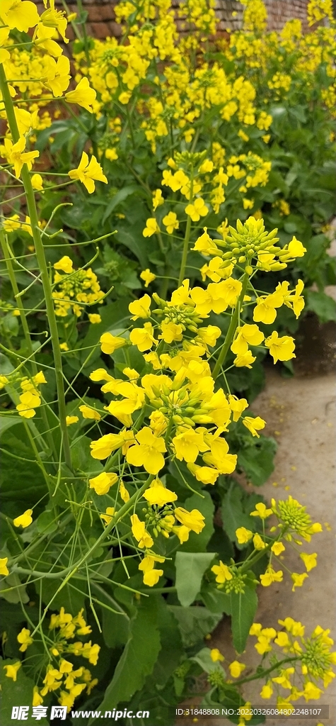 油菜花
