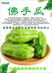 佛手瓜海报