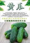 黄瓜海报