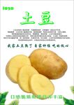 土豆海报