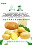 土豆海报