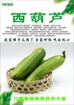 西葫芦海报