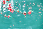 桃花 碧水 高清图片