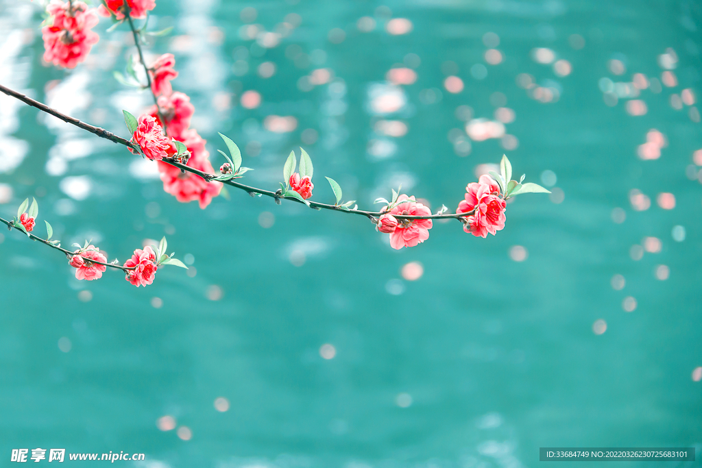 桃花 碧水 高清图片