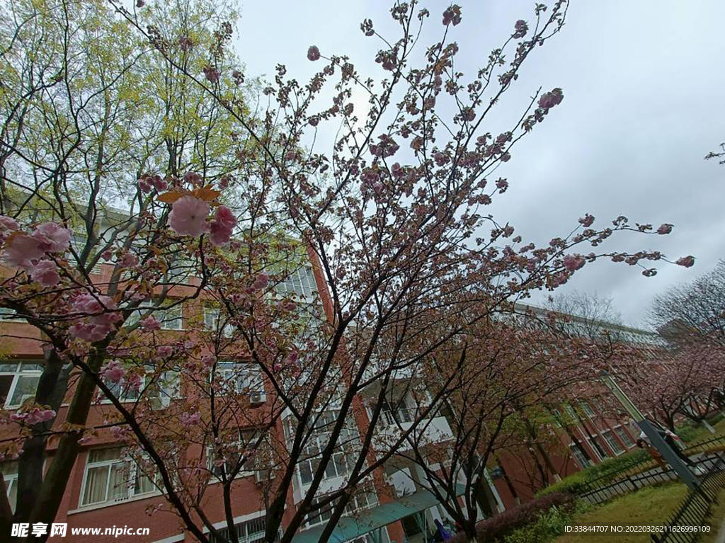 樱花