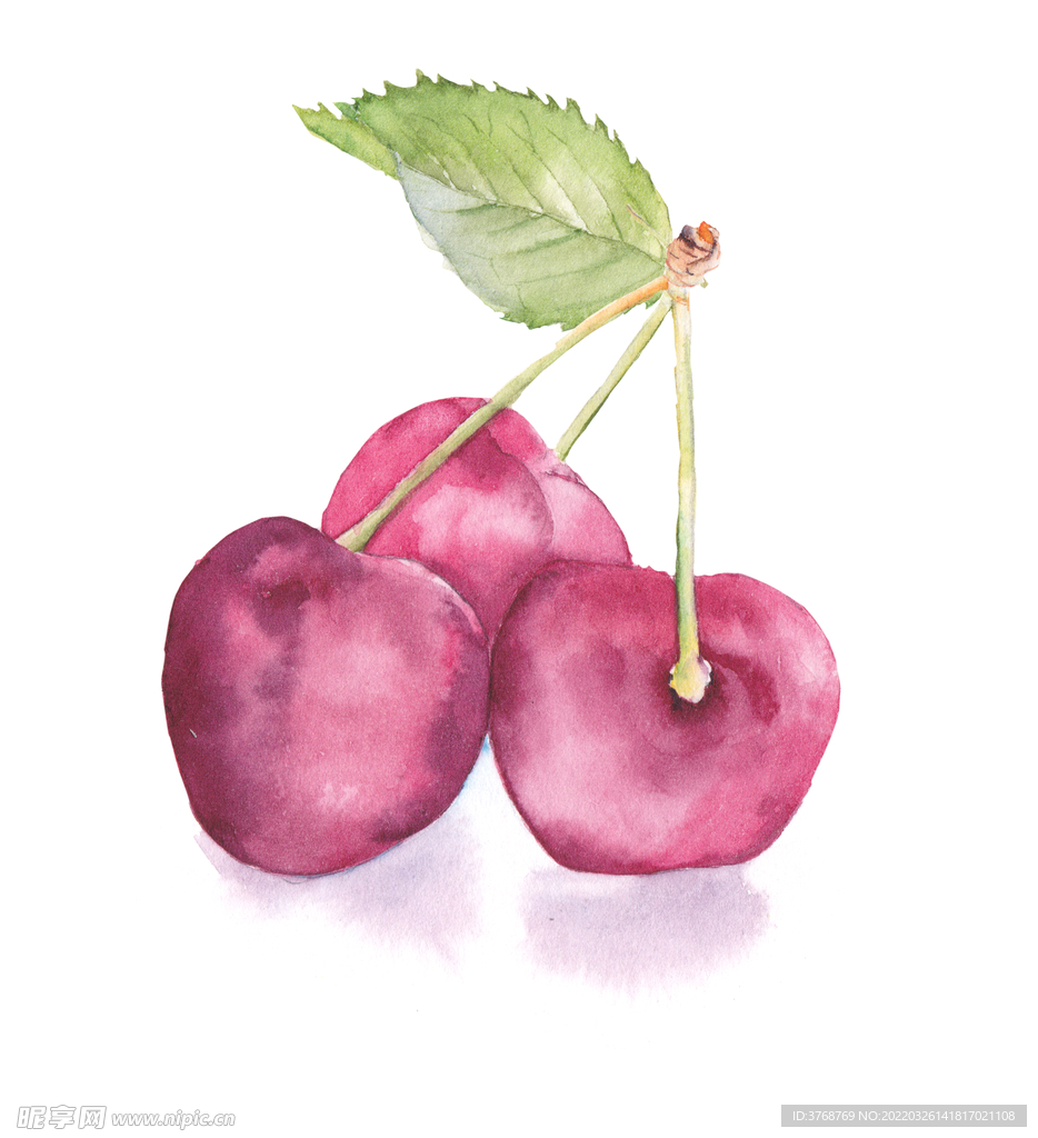 高清大樱桃插画
