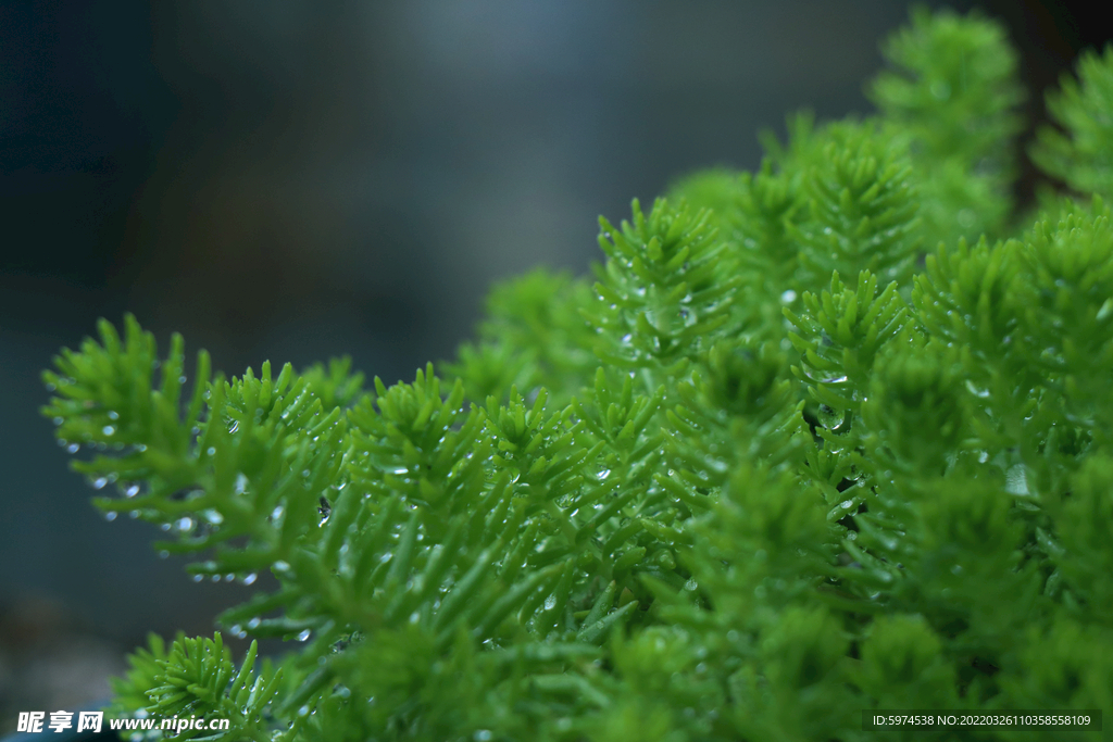 万年草  小绿草  黄金草