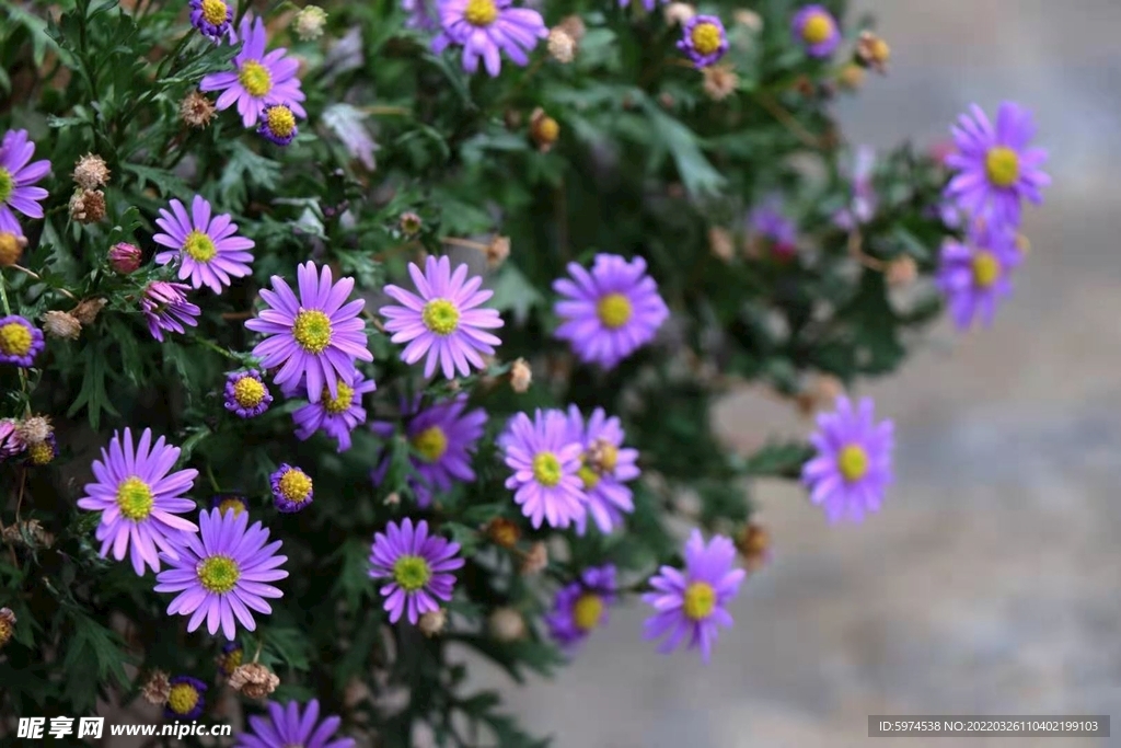 小菊花