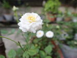 花卉
