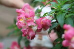 公园花卉 特写