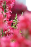 花卉 特写