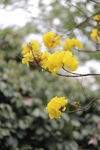 黄花风铃木