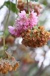 花卉 特写