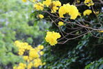 黄花风铃木