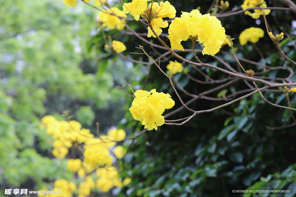 黄花风铃木